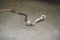 1987 1993 Ford Mustang 2.3 4 Cylinder Front Sway Bar Factory Steering 88 90 91