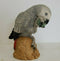 ANIMAL CLASSICS UNITED DESIGN HAND PAINTED AFRICAN PARROT CC-206 ART STATUE