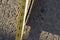 1958 58 Cadillac Series 75 Limo Fleetwood Front middle Windshield Trim top 10646